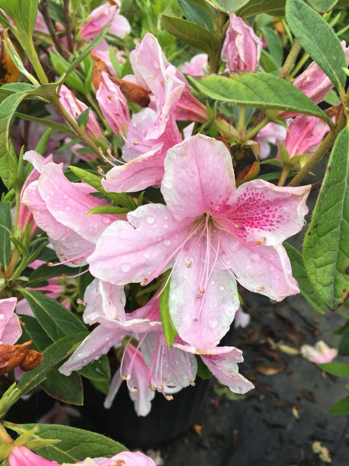 Pink azalea growing on a bush.